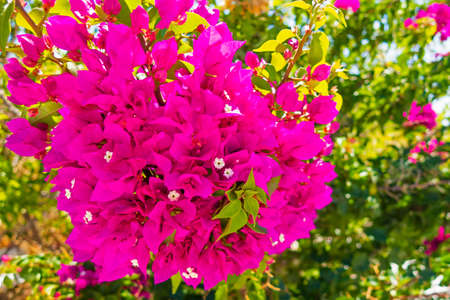 close up clorful flowers in the garden in nature