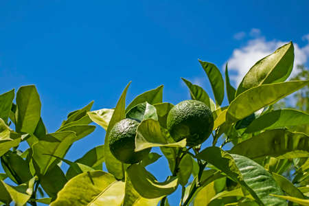 tangerine fruit and green leaves in nature