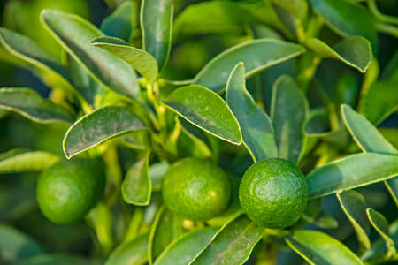kumquat fruit and green leaves in nature