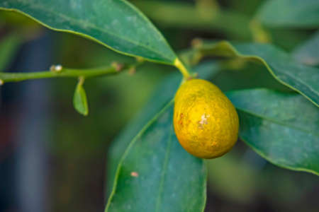 kumquat fruit and green leaves in natureの写真素材