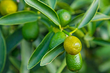 kumquat fruit and green leaves in nature