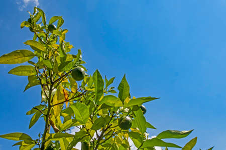 tangerine fruit and green leaves in natureの写真素材