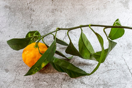 mandarin fruits with green leavesの写真素材