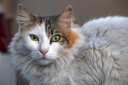 Close up portrait of cat in nature
