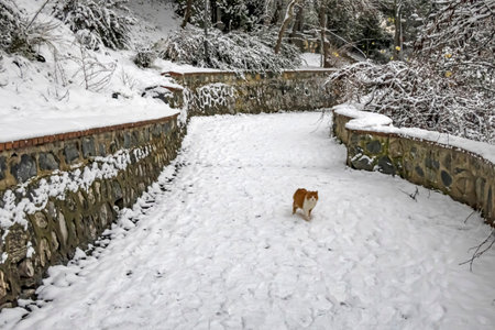 cats of Istanbul in winter season and snowの写真素材