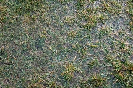 green grass in the waterの写真素材