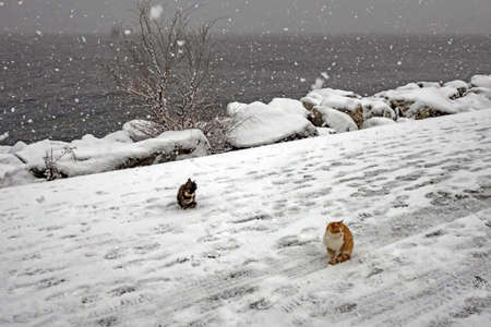 cats in nature on a cold winter dayの写真素材