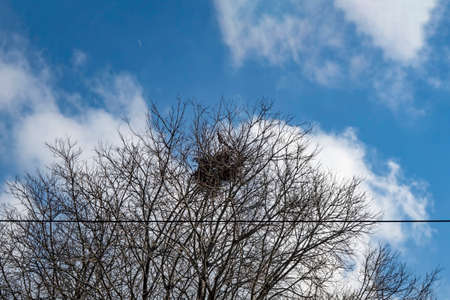 trees in winter season and natureの写真素材