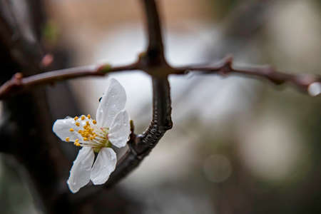 spring flowers and buds on tree branches in winter season.