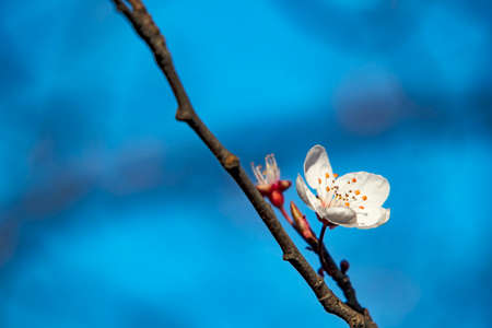 spring flowers and buds on tree branches in winter season.