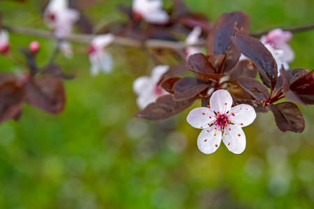 spring flowers on tree branches in natureの写真素材