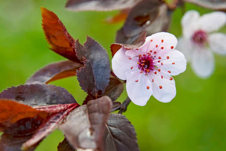 spring flowers on tree branches in natureの写真素材