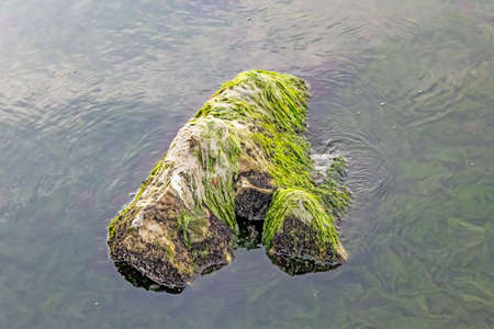 calm sea and algae on the shore