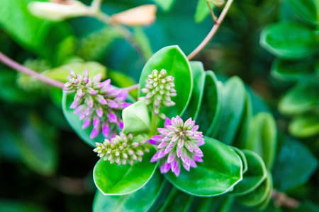 Hebe veronica plant and green leaves with purple flowers in natureの写真素材