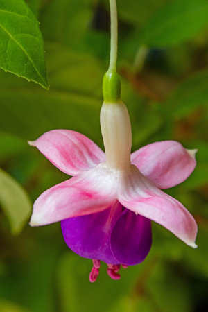 fuchsia flower in pot with green leavesの写真素材