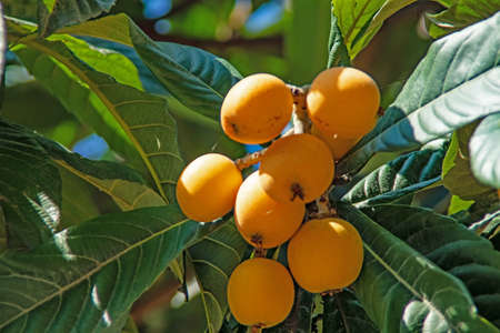 ripe loquat fruits on the tree with green leavesの写真素材