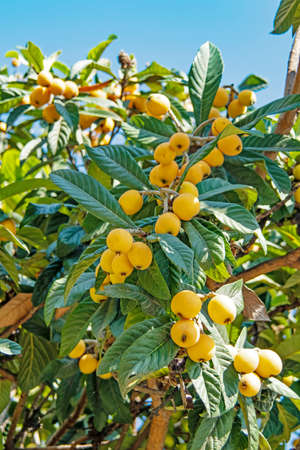 ripe loquat fruits on the tree with green leavesの写真素材