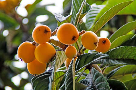 ripe loquat fruits on the tree with green leavesの写真素材