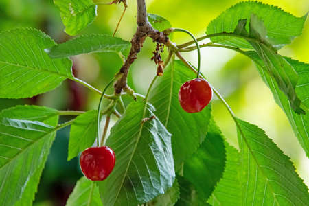 cherry tree with green leaves and cherry berries