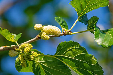 mulberry tree and mulberries with green leavesの写真素材