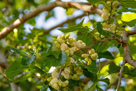 mulberry tree and mulberries with green leaves