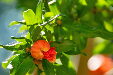 pomegranate tree and pomegranate flowers with green leavesの写真素材