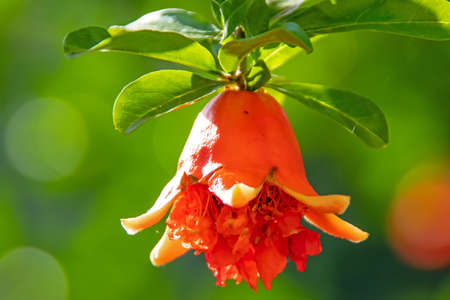 pomegranate tree and pomegranate flowers with green leavesの写真素材