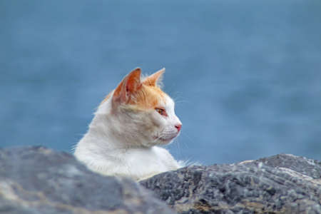 Our lovely friends, cats. Stray cats in nature.の写真素材