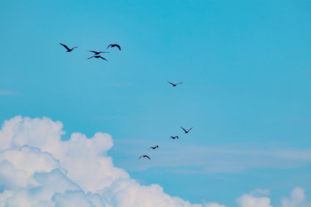 migrations of cormorants in cloudy weather in summer season.