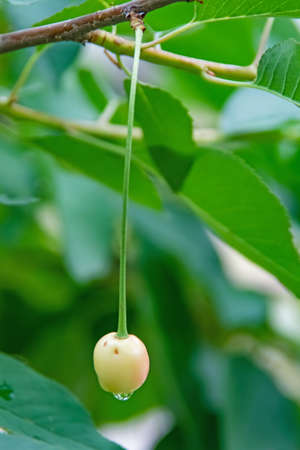 cherry tree and cherries on the branch with raindrops