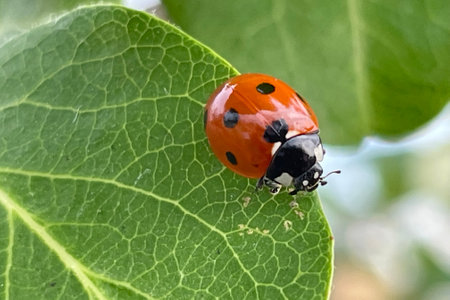 ladybug on quince tree leafの写真素材