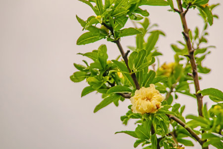 Pomegranate tree with green leaves and white pomegranate flowersの写真素材