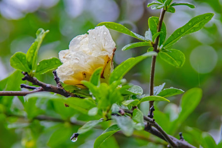 Pomegranate tree with green leaves and white pomegranate flowersの写真素材
