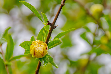 Pomegranate tree with green leaves and white pomegranate flowersの写真素材