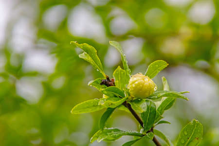 Pomegranate tree with green leaves and white pomegranate flowersの写真素材