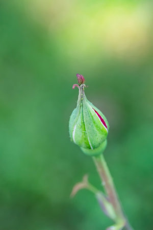 close up red rose budの写真素材