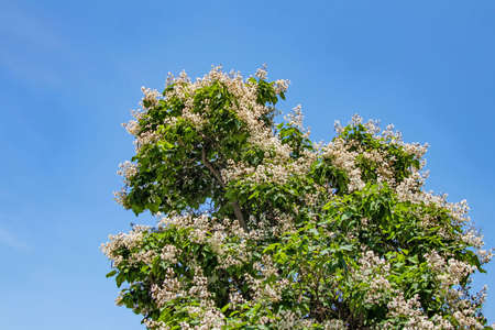catalpa tree and white flowers with green leaves