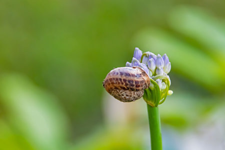 close up allium flower bud in natureの写真素材