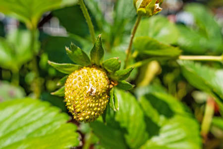 Strawberry seedlings in small pots for hobbyの写真素材