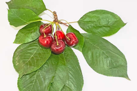 Cherry berries with green leaves on a white background