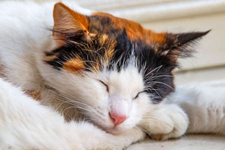 sleeping cat on floor in natureの写真素材