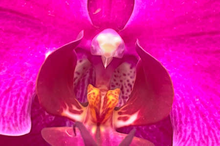 close-up orchid flower for backgroundの写真素材