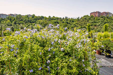 istanbul,july 11,2021.general view from istanbul metropolitan municipality garden market for customers.のeditorial素材