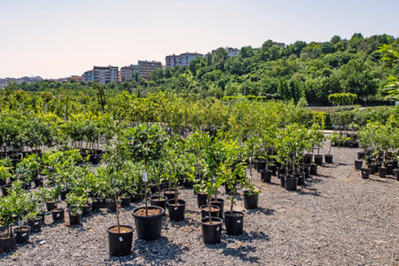 istanbul,july 11,2021.general view from istanbul metropolitan municipality garden market for customers.のeditorial素材