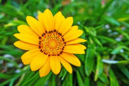 Gazania, a tropical herbaceous plant of the daisy family, with showy flowers that are typically orange or yellow.の写真素材