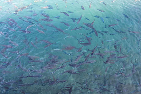 Clear sea and schools of fish