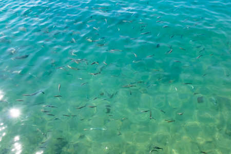 Clear sea and schools of fishの写真素材