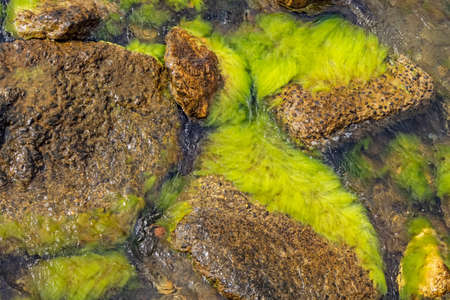 cliffs and green algae on the seashore