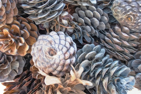 close up decorative dry pine cones