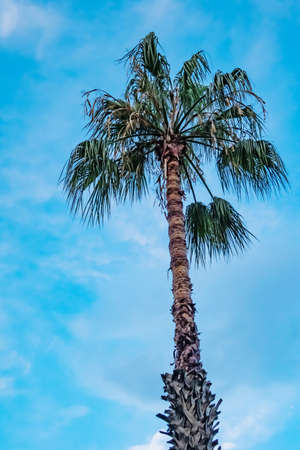 blue sky and palm trees in natureの写真素材